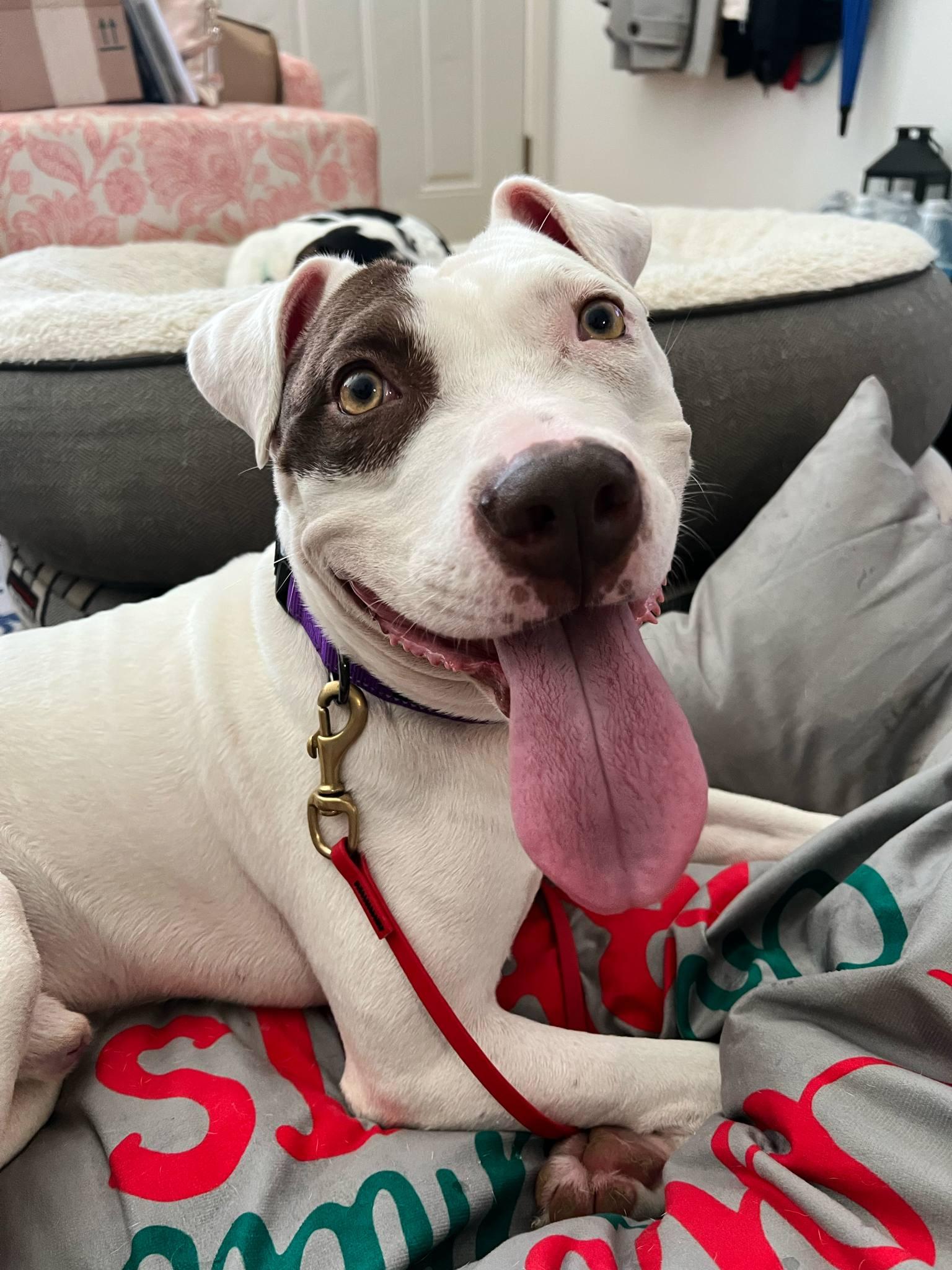 Parker, an adoptable Pit Bull Terrier in Braham, MN, 55006 | Photo Image 3