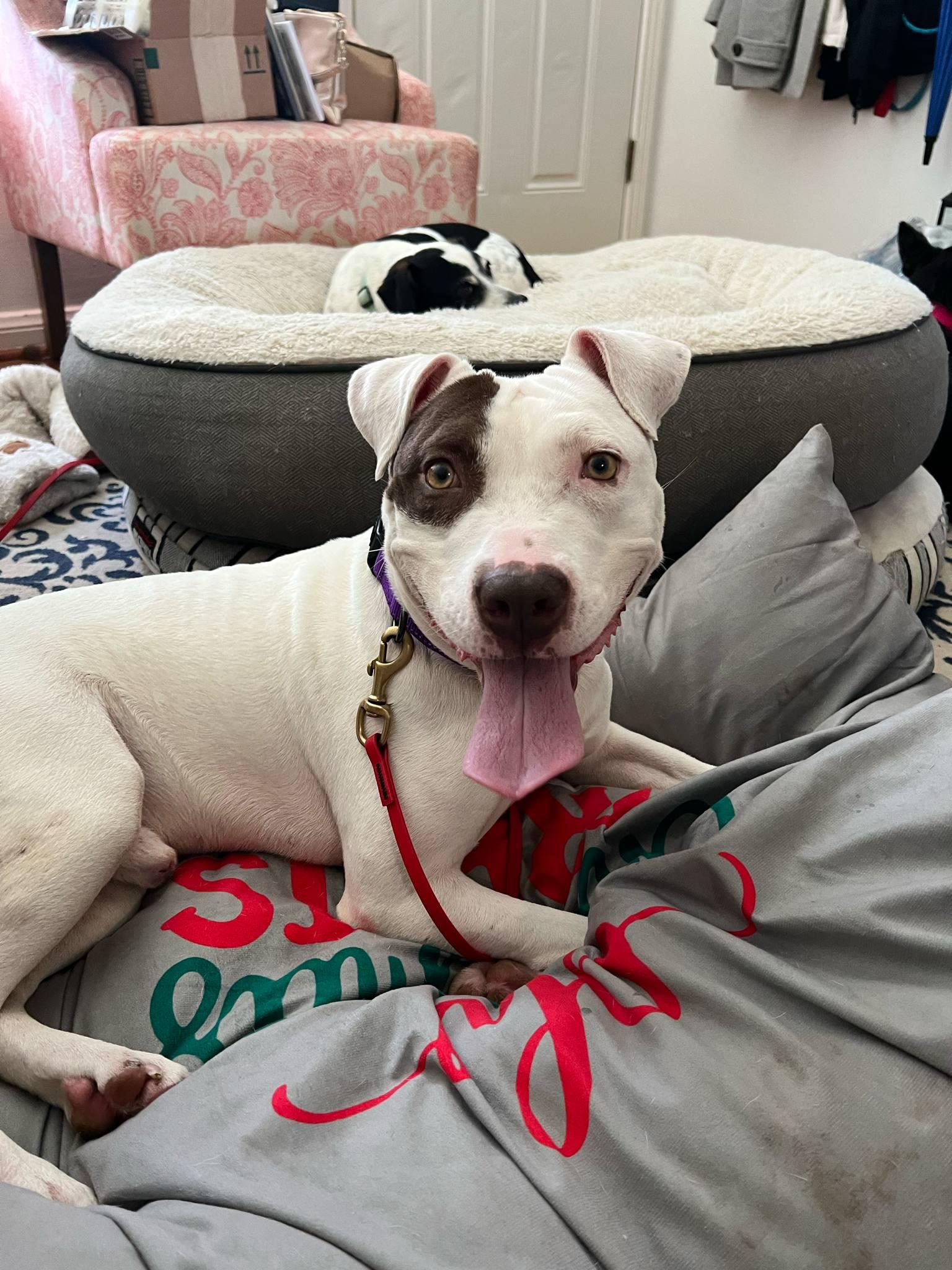 Parker, an adoptable Pit Bull Terrier in Braham, MN, 55006 | Photo Image 2