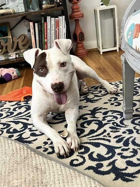 Parker, an adoptable Pit Bull Terrier in Braham, MN, 55006 | Photo Image 1