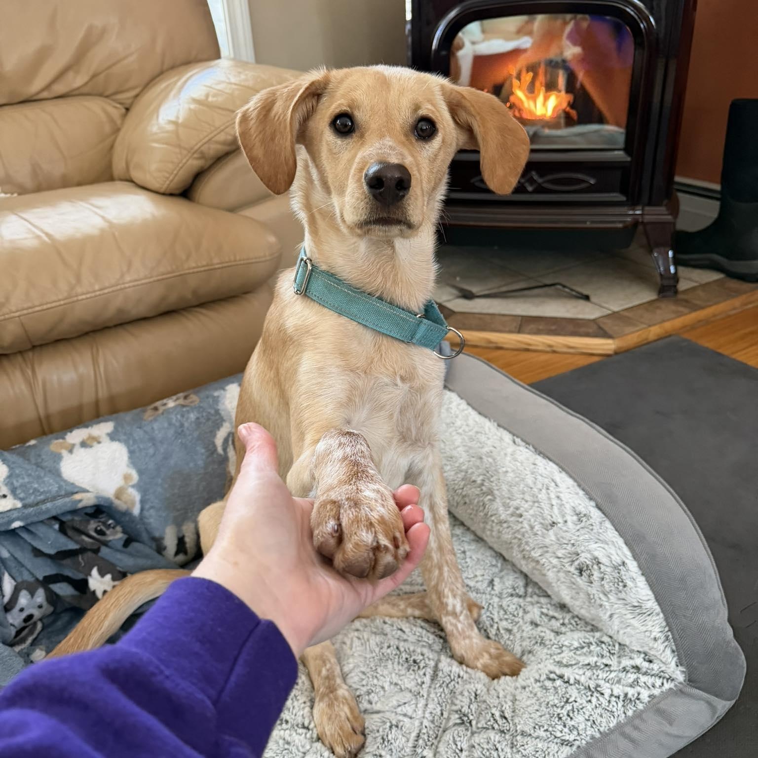 Kady fka Kala, an adopted mixed breed in Woolwich, ME image 1/5