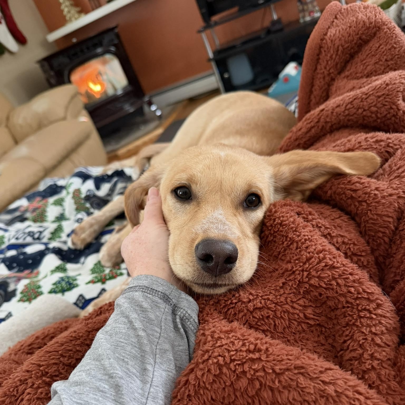 Kady fka Kala, an adopted mixed breed in Woolwich, ME image 5/5