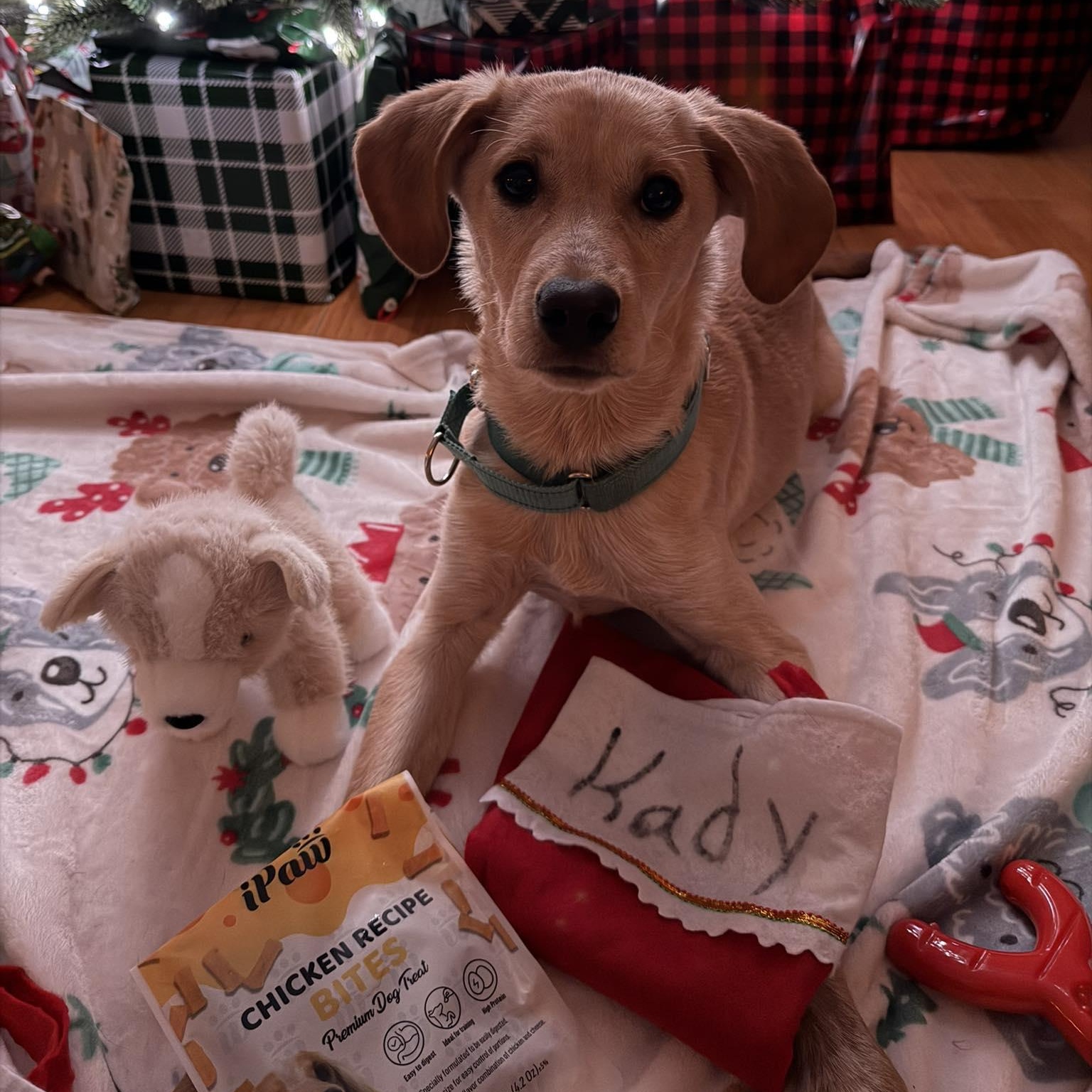 Kady fka Kala, an adopted mixed breed in Woolwich, ME image 4/5