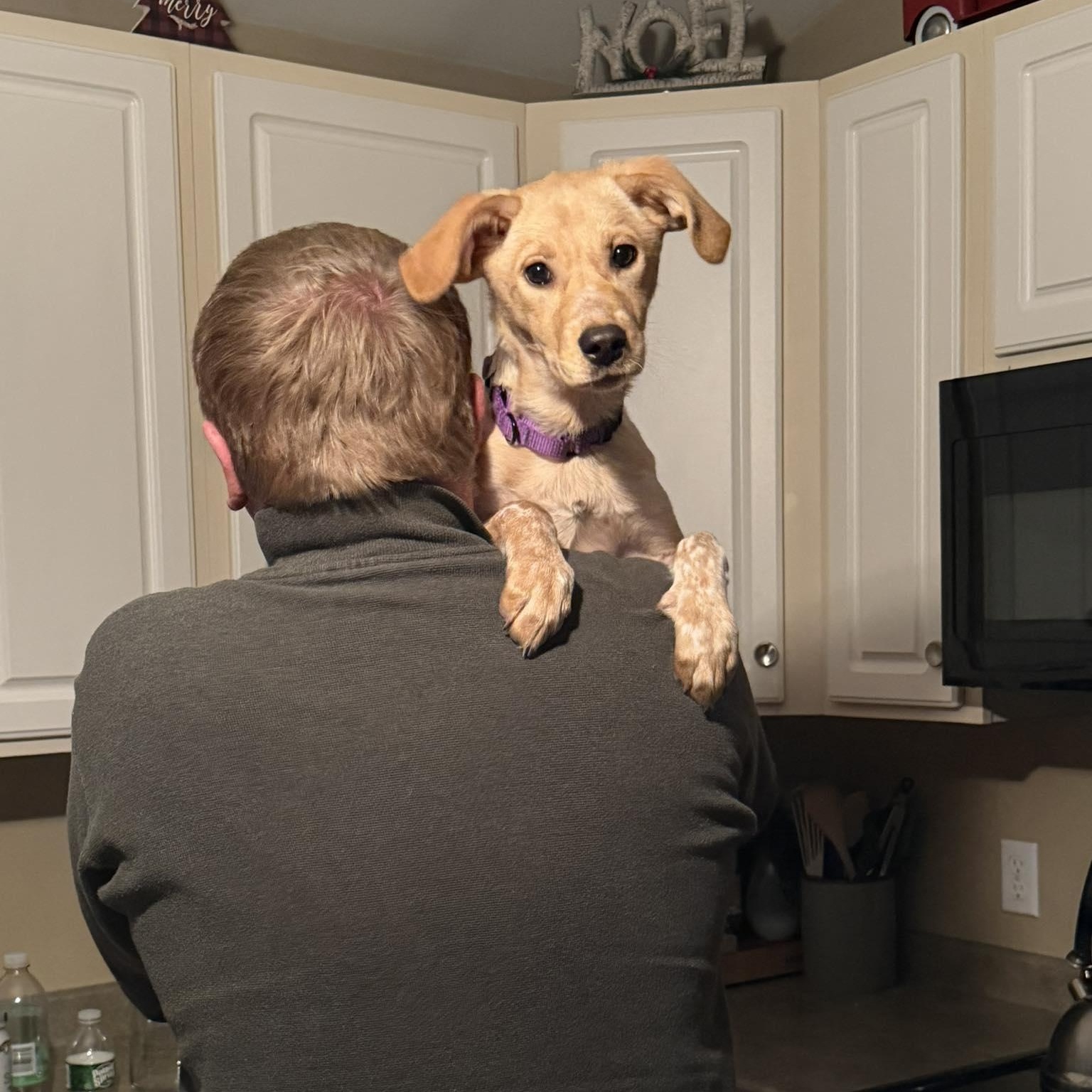 Kady fka Kala, an adopted mixed breed in Woolwich, ME image 3/5