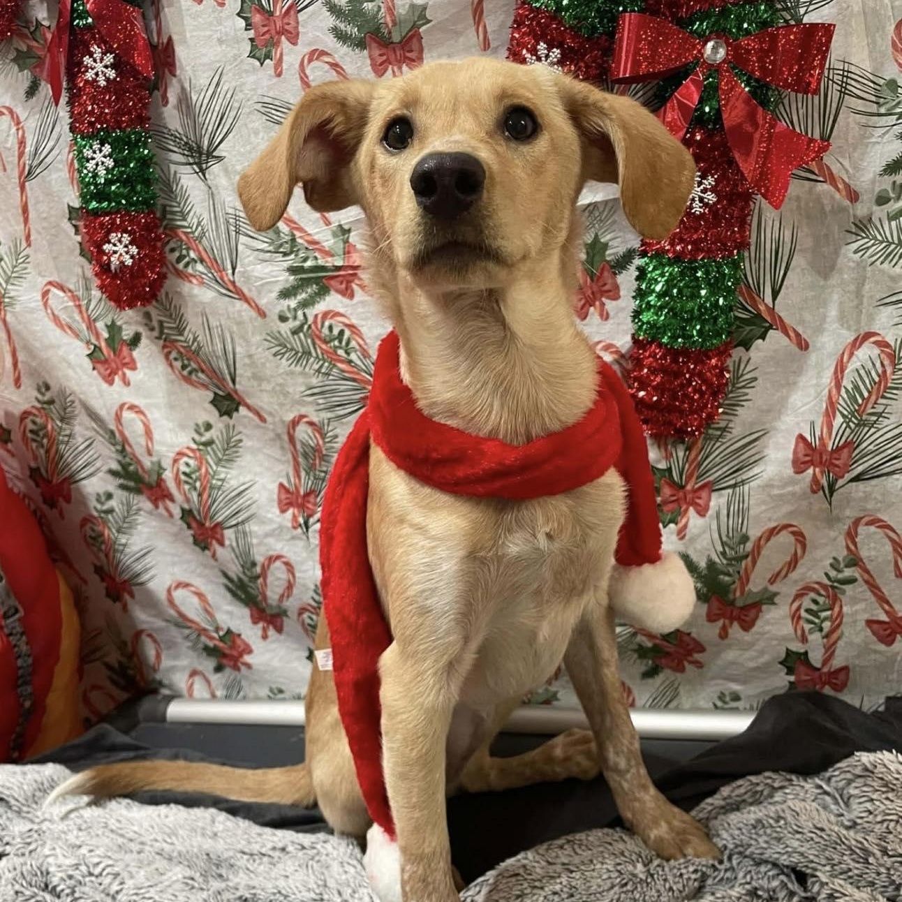 Kady fka Kala, an adopted mixed breed in Woolwich, ME image 2/5