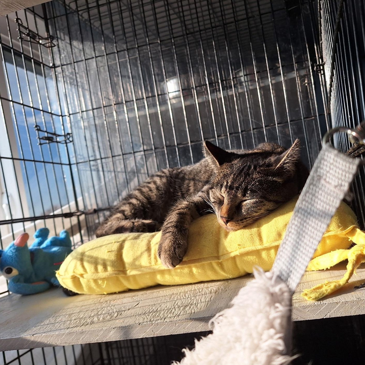 Annie, an adoptable Domestic Short Hair in Clarinda, IA, 51632 | Photo Image 3