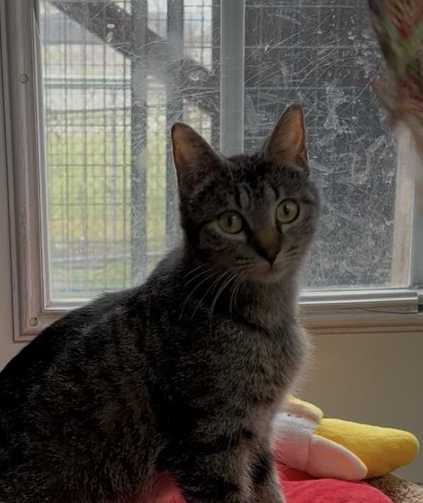 Annie, an adoptable Domestic Short Hair in Clarinda, IA, 51632 | Photo Image 4