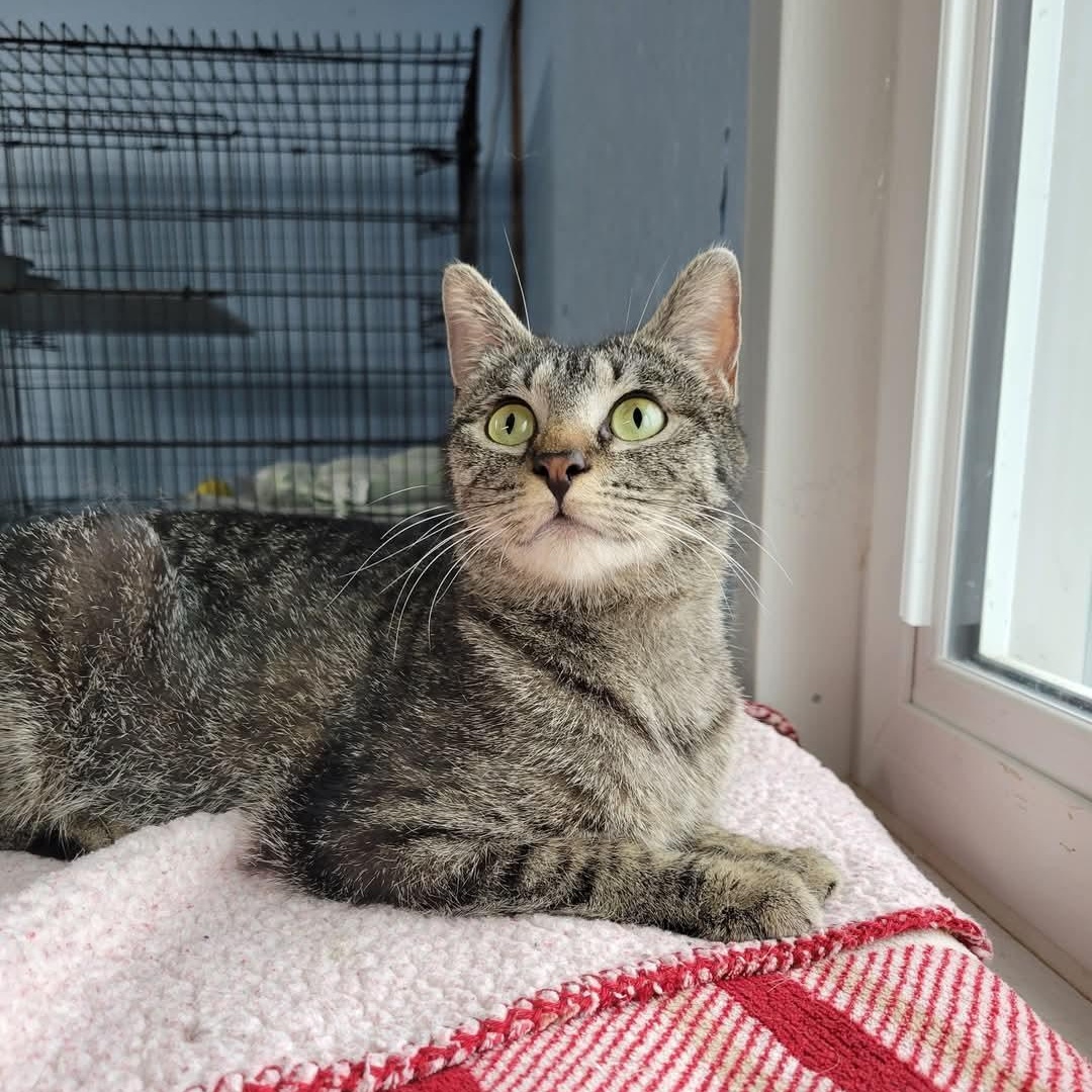 Annie, an adoptable Domestic Short Hair in Clarinda, IA, 51632 | Photo Image 1