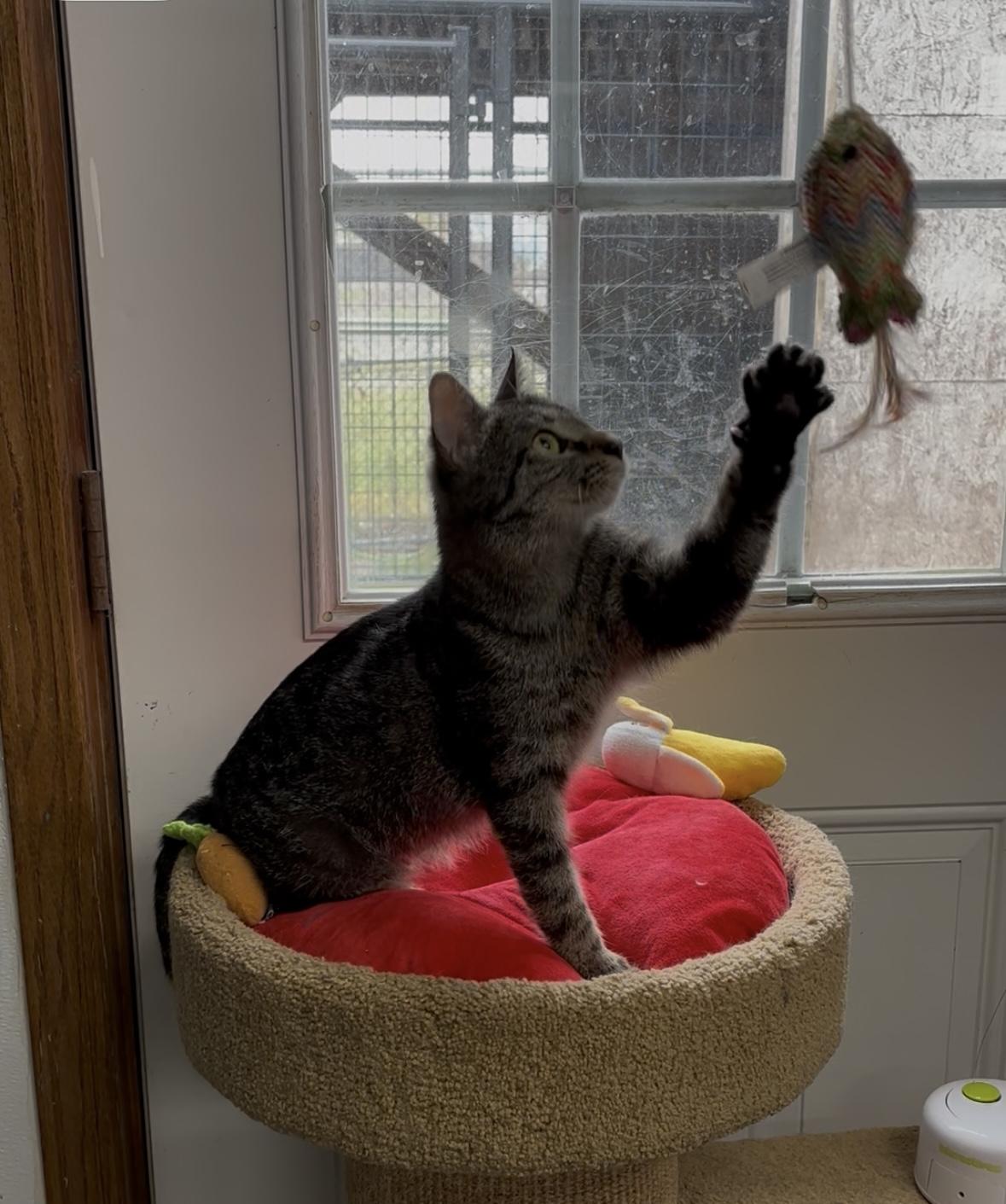 Annie, an adoptable Domestic Short Hair in Clarinda, IA, 51632 | Photo Image 5