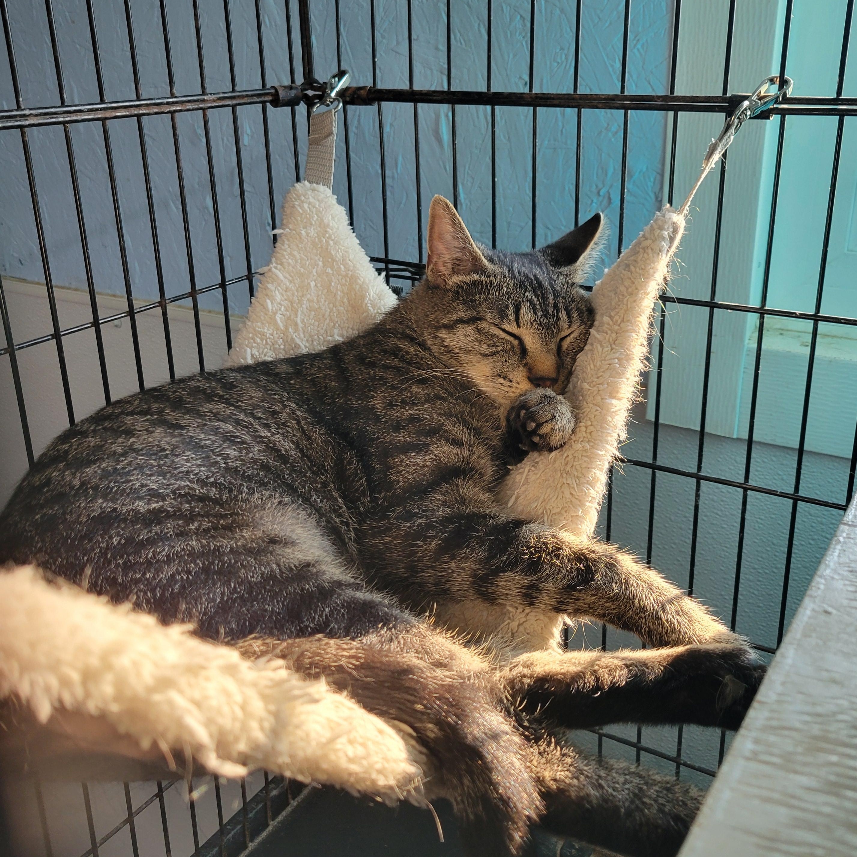 Annie, an adoptable Domestic Short Hair in Clarinda, IA, 51632 | Photo Image 2