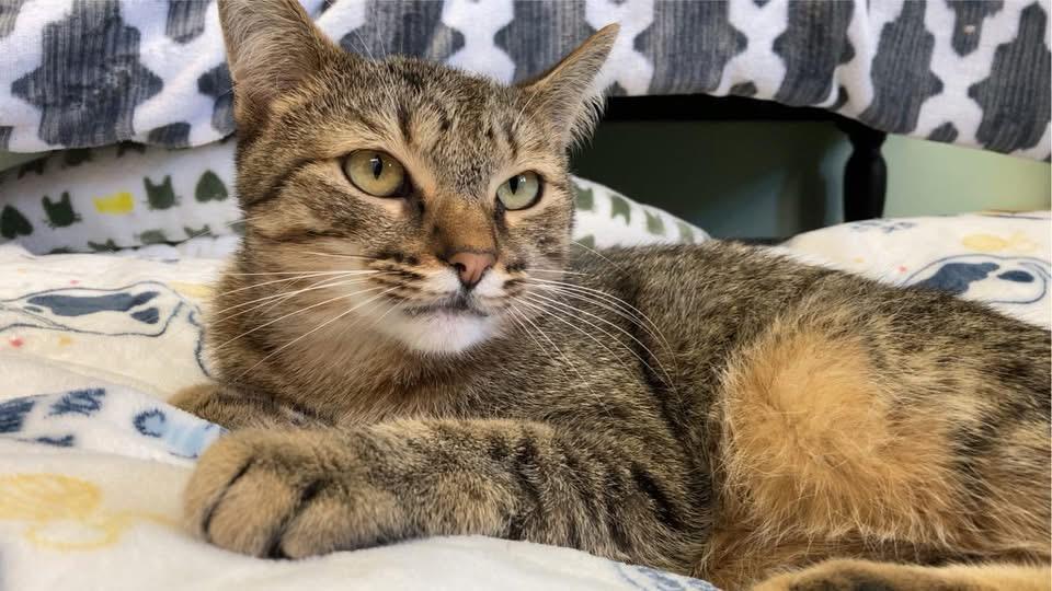 Enlarge Roary, a Adoptable Domestic Short Hair in Battle Ground, IN image 1/4