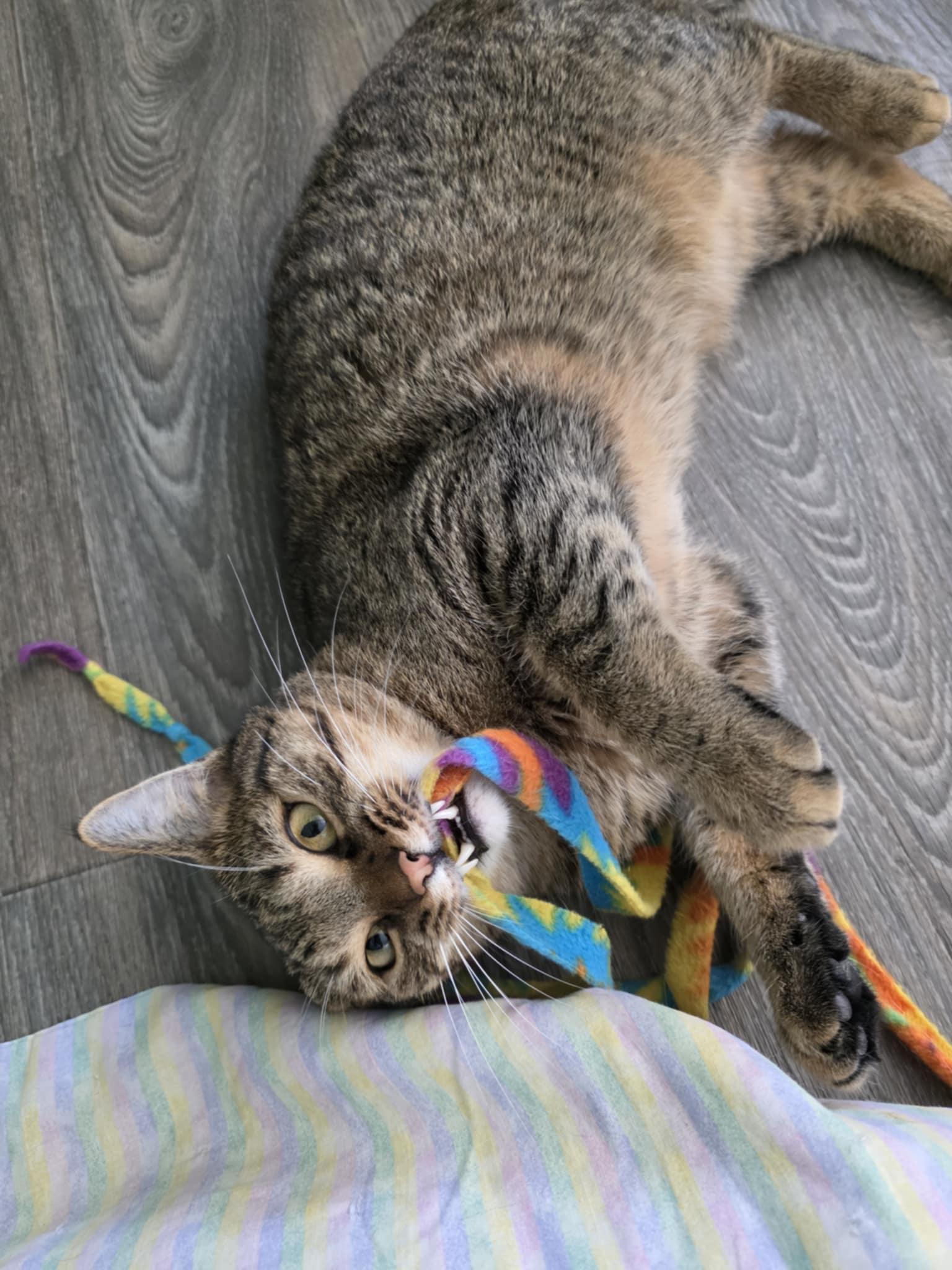 Enlarge Roary, a Adoptable Domestic Short Hair in Battle Ground, IN image 2/4