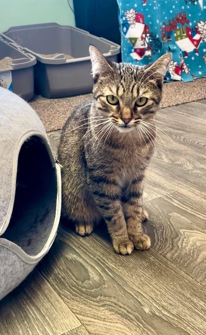 Enlarge Roary, a Adoptable Domestic Short Hair in Battle Ground, IN image 4/4