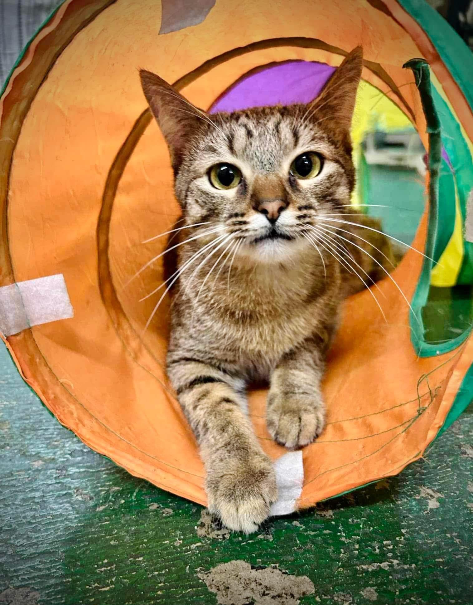 Enlarge Roary, a Adoptable Domestic Short Hair in Battle Ground, IN image 3/4