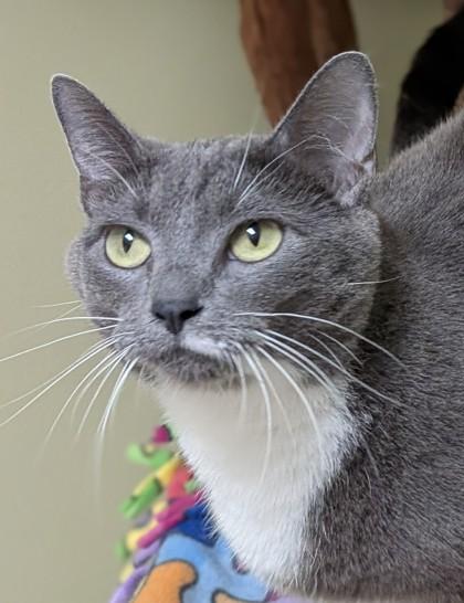 Enlarge Maxi, a Adoptable mixed breed in Hastings, NE image 1/3