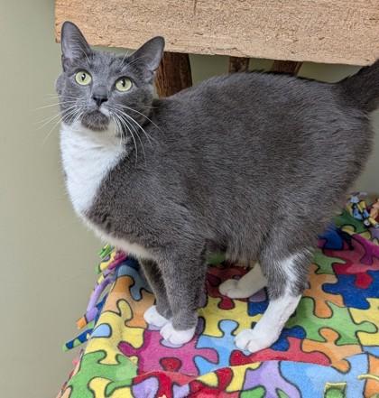 Enlarge Maxi, a Adoptable mixed breed in Hastings, NE image 2/3