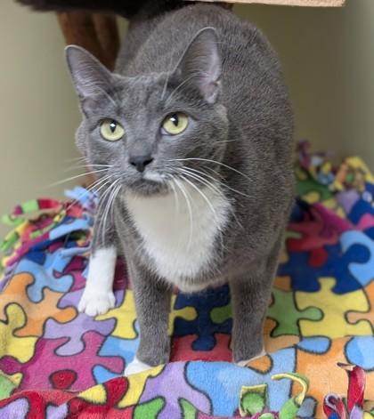 Enlarge Maxi, a Adoptable mixed breed in Hastings, NE image 3/3