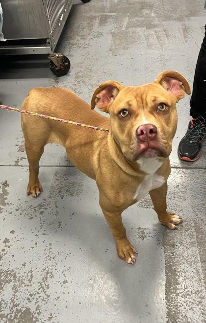 Enlarge Pua, a Adoptable mixed breed in Sacramento, CA image 3/3