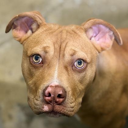 Pua, Adoptable, Puppy Female American Staffordshire Terrier.