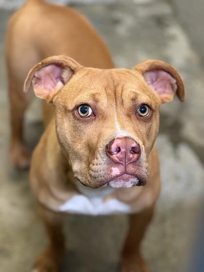 Enlarge Pua, a Adoptable mixed breed in Sacramento, CA image 2/3