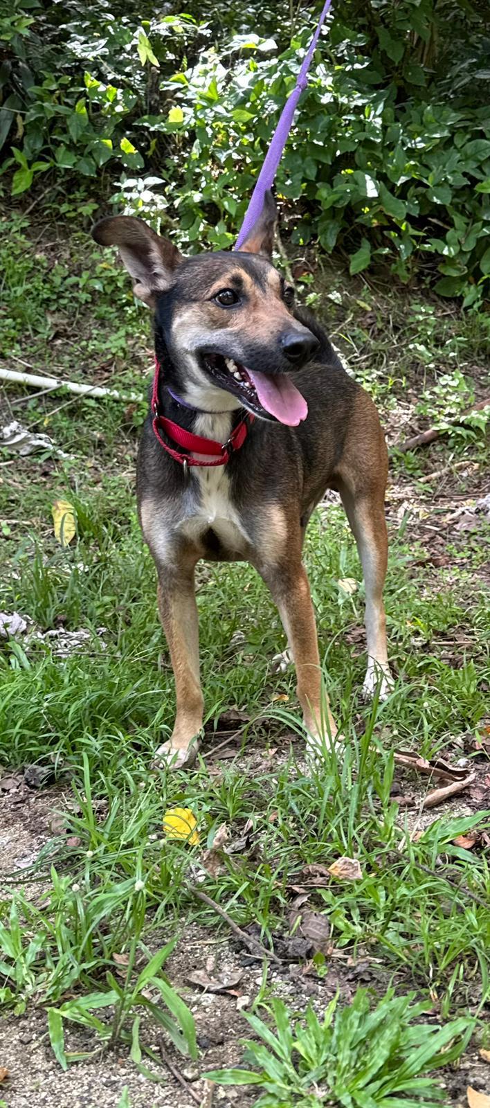 Enlarge Dreamy Denis, a Adoptable mixed breed in Hammonton, NJ image 2/4