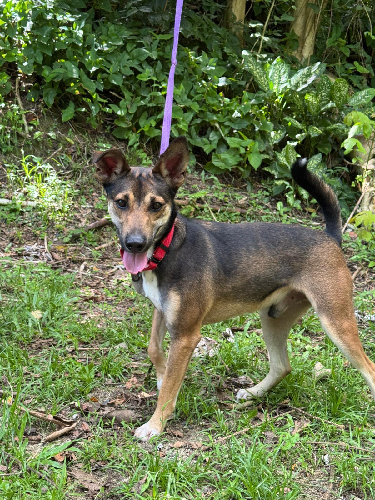 Enlarge Dreamy Denis, a Adoptable mixed breed in Hammonton, NJ image 3/4