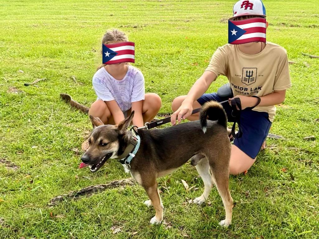 Enlarge Dreamy Denis, a Adoptable mixed breed in Hammonton, NJ image 4/4