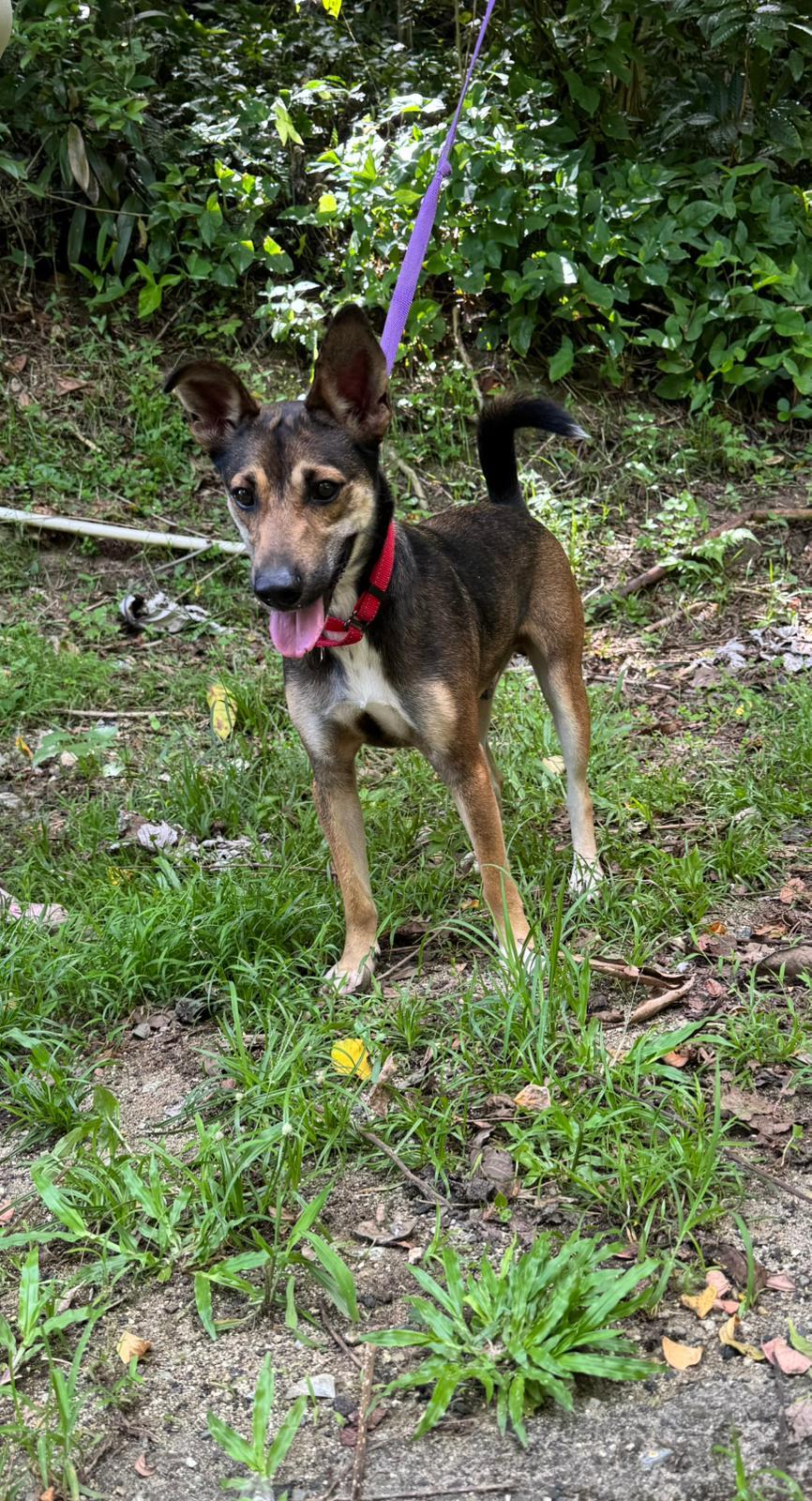 Dreamy Denis, Adoptable, Young Male Rat Terrier & Manchester Terrier.