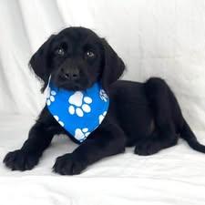 Mitch the Labradoodle puppy, a Adoptable mixed breed in Muskego, WI image 3/6