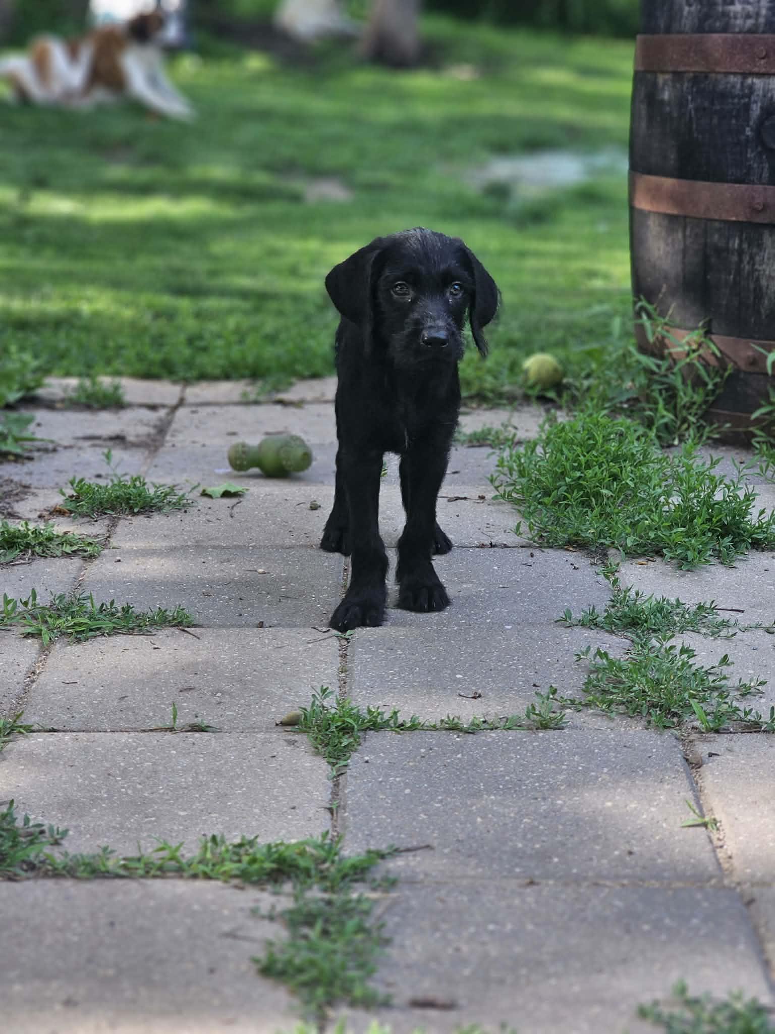 Mitch the Labradoodle puppy, a Adoptable mixed breed in Muskego, WI image 5/6