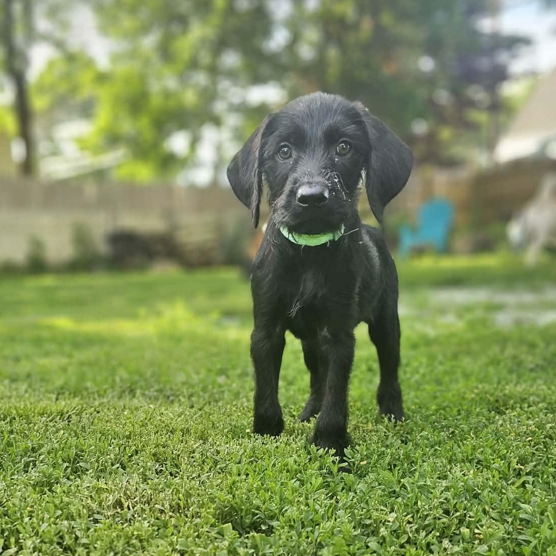 Mitch the Labradoodle puppy, a Adoptable mixed breed in Muskego, WI image 2/6