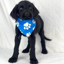 Mitch the Labradoodle puppy, a Adoptable mixed breed in Muskego, WI image 4/6
