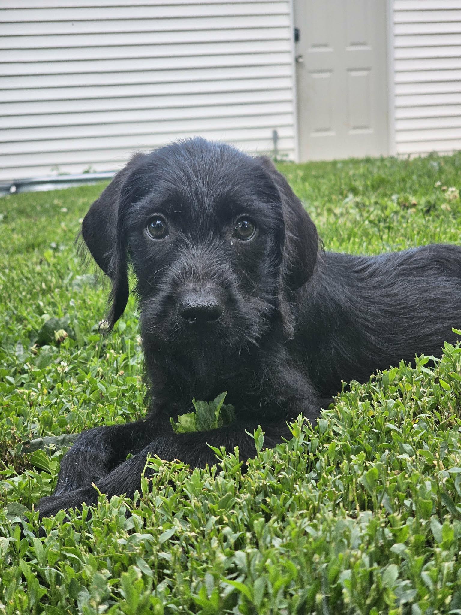 Mitch the Labradoodle puppy, Adoptable, Puppy Male Labradoodle.
