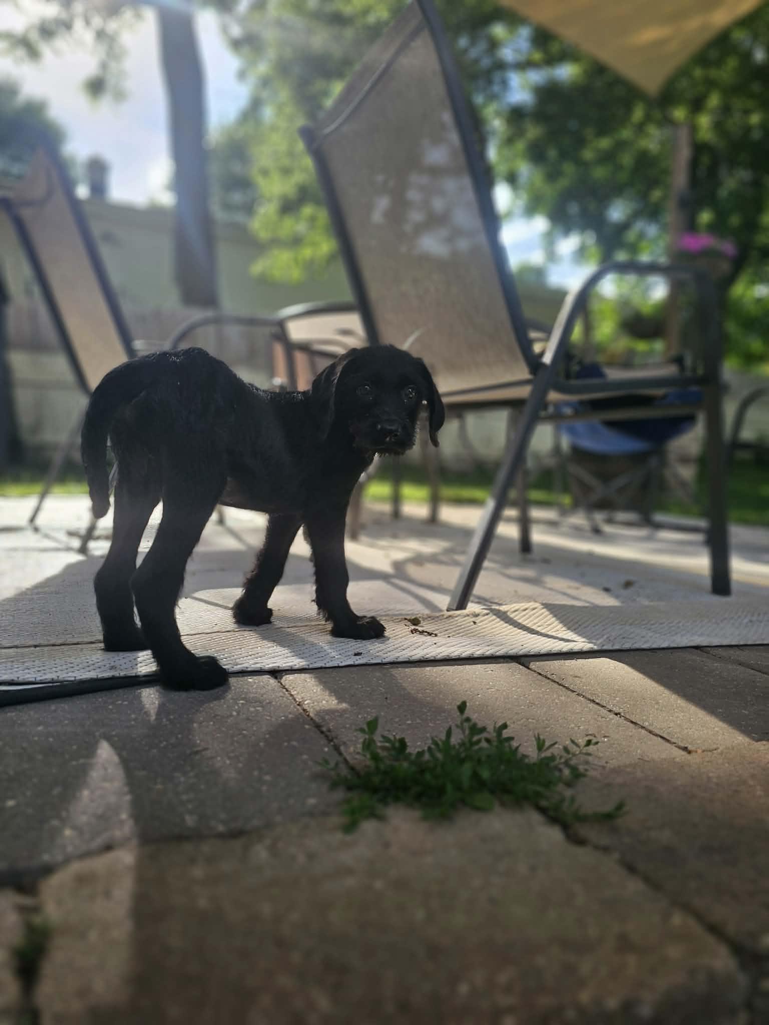 Mitch the Labradoodle puppy, a Adoptable mixed breed in Muskego, WI image 6/6