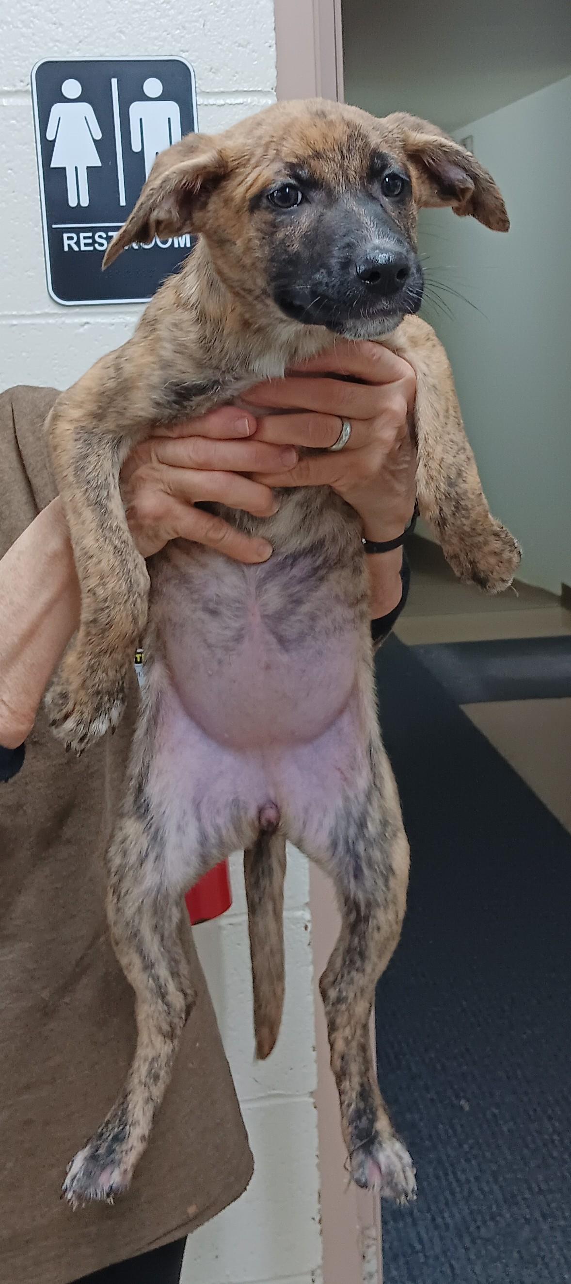 Enlarge Lucy, an adopted mixed breed in Springfield, OH image 1/1