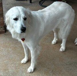 Enlarge Willow, a Adoptable Great Pyrenees in Larkspur, CO image 3/3
