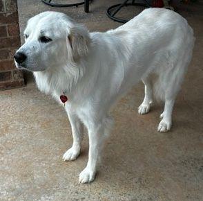 Enlarge Willow, a Adoptable Great Pyrenees in Larkspur, CO image 2/3