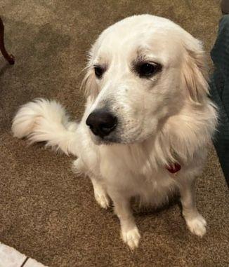 Enlarge Willow, a Adoptable Great Pyrenees in Larkspur, CO image 1/3