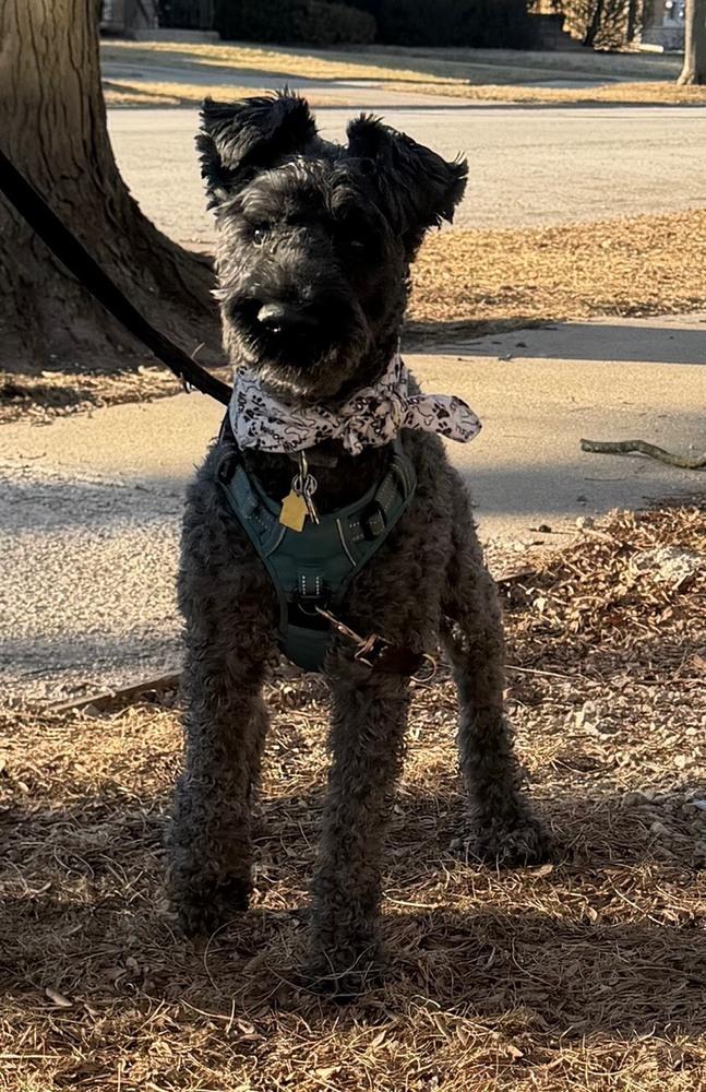 Enlarge Quinn, a Adoptable Kerry Blue Terrier in LA GRANGE PARK, IL image 1/6
