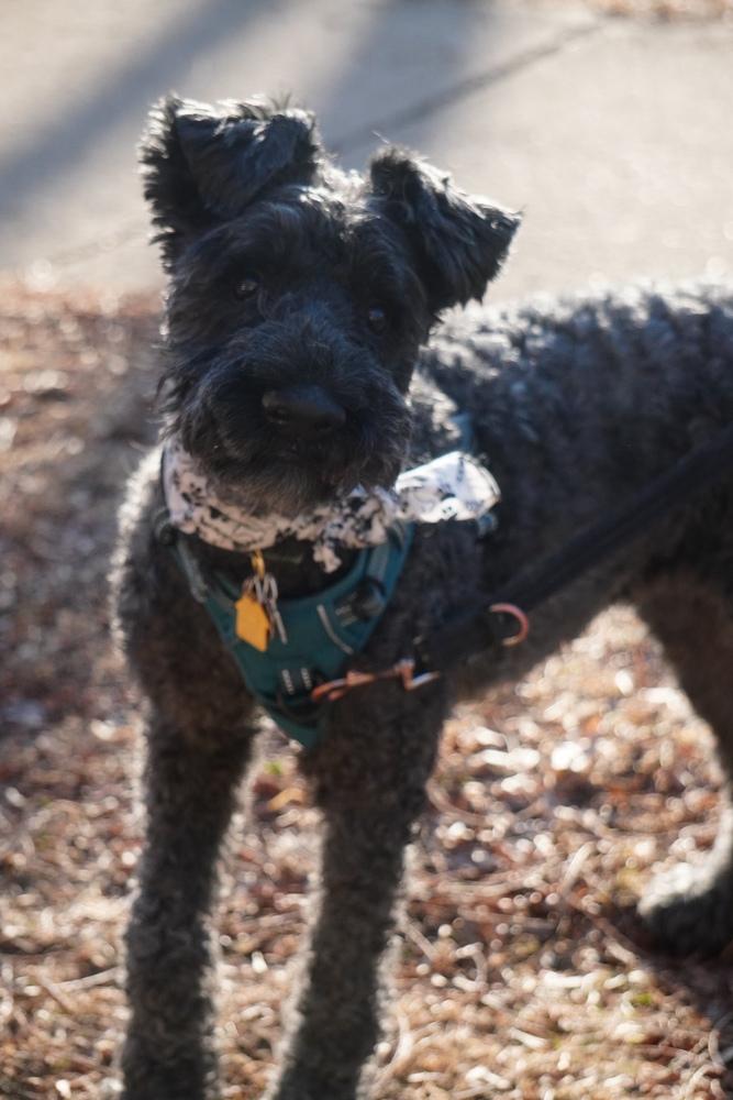Enlarge Quinn, a Adoptable Kerry Blue Terrier in LA GRANGE PARK, IL image 2/6