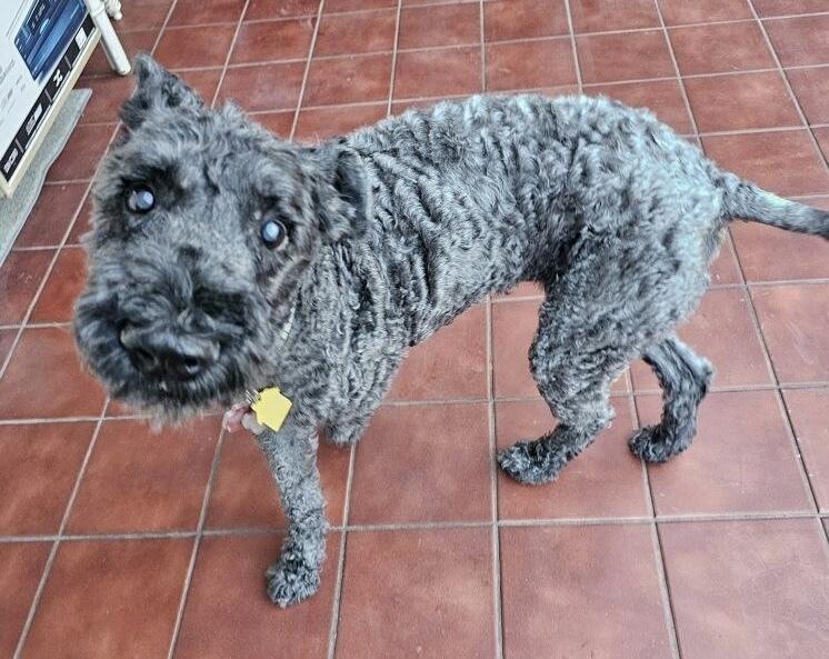 Enlarge Quinn, a Adoptable Kerry Blue Terrier in LA GRANGE PARK, IL image 1/1