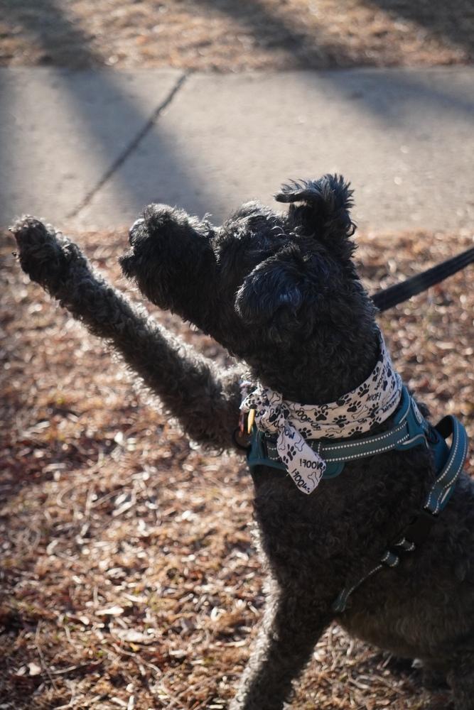 Enlarge Quinn, a Adoptable Kerry Blue Terrier in LA GRANGE PARK, IL image 3/6
