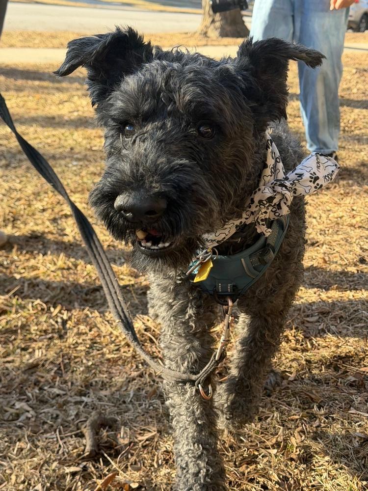 Enlarge Quinn, a Adoptable Kerry Blue Terrier in LA GRANGE PARK, IL image 4/6