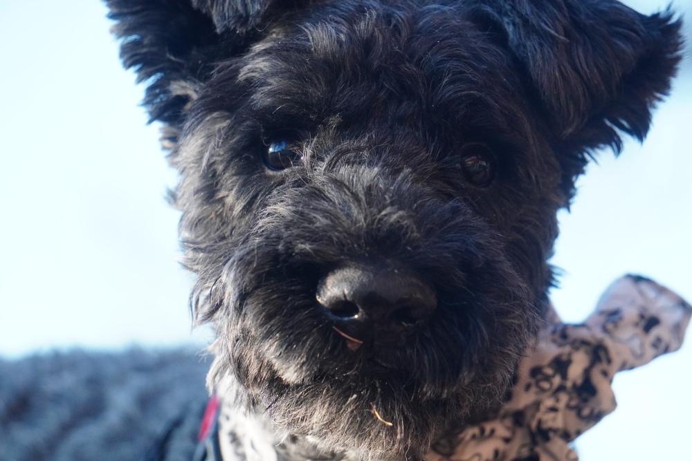 Enlarge Quinn, a Adoptable Kerry Blue Terrier in LA GRANGE PARK, IL image 5/6