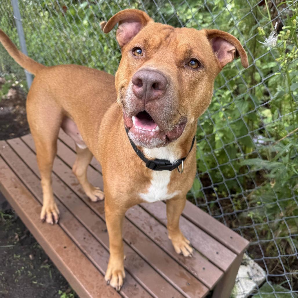 Enlarge Malibu, a Adoptable Pit Bull Terrier in Newport, NC image 1/6