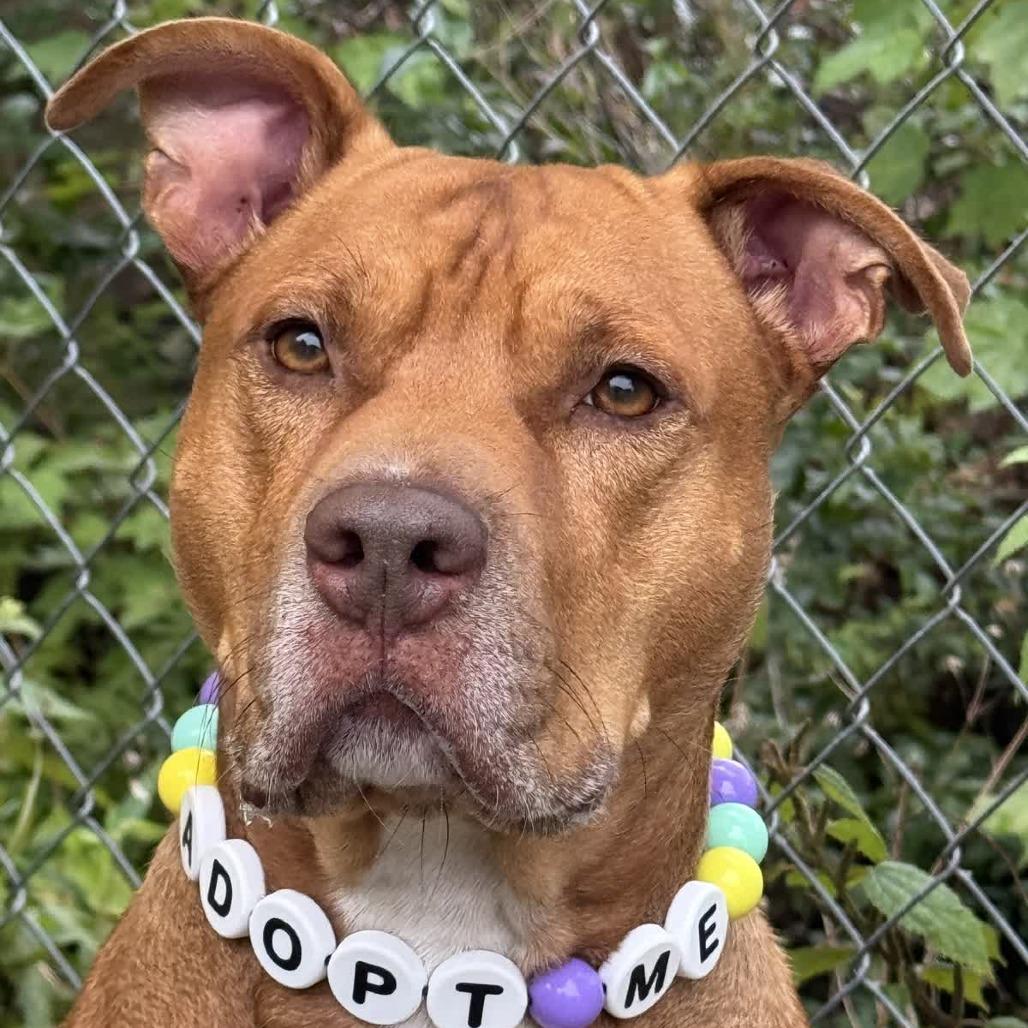 Enlarge Malibu, a Adoptable Pit Bull Terrier in Newport, NC image 2/6