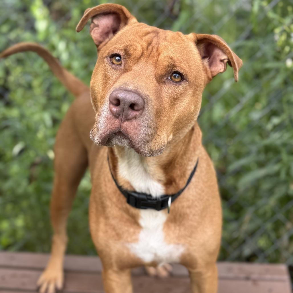 Enlarge Malibu, a Adoptable Pit Bull Terrier in Newport, NC image 3/6