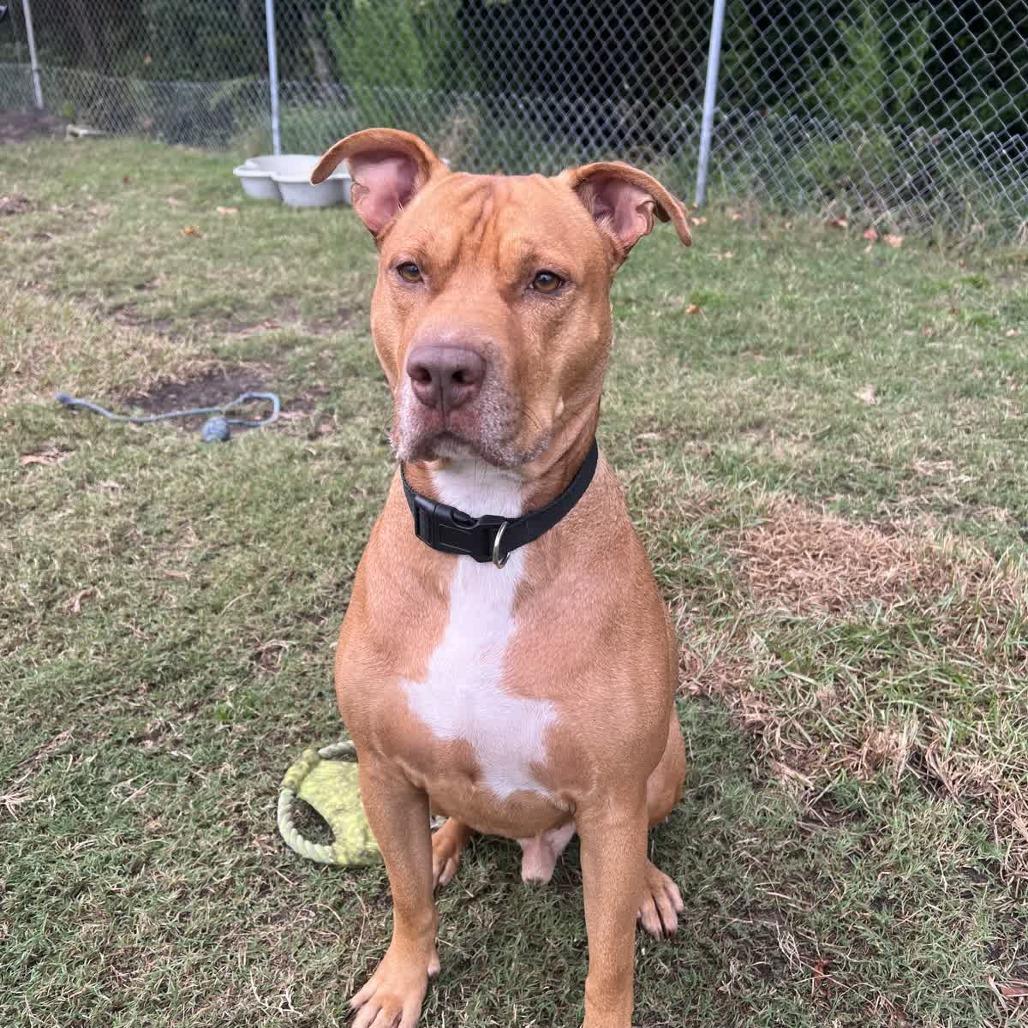 Enlarge Malibu, a Adoptable Pit Bull Terrier in Newport, NC image 4/6
