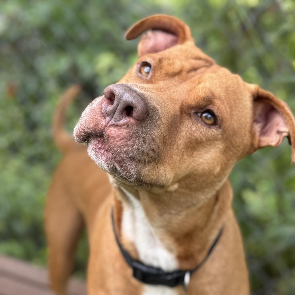Enlarge Malibu, a Adoptable Pit Bull Terrier in Newport, NC image 5/6