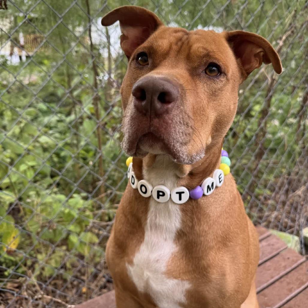 Enlarge Malibu, a Adoptable Pit Bull Terrier in Newport, NC image 6/6