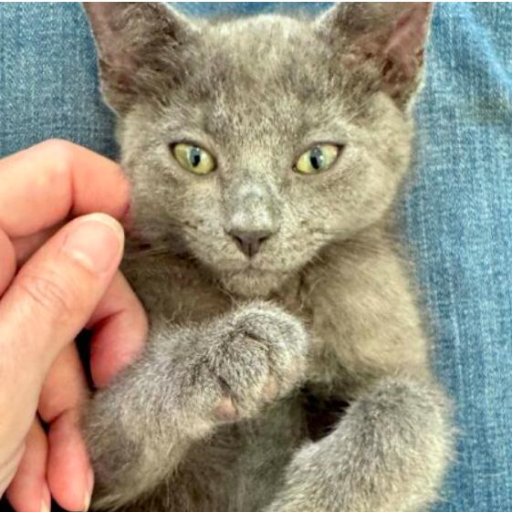 Gandalf, Adoptable, Young Male Domestic Short Hair.